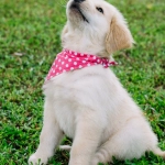 Схема генетического наследования склонности к наградам и поведенческих черт