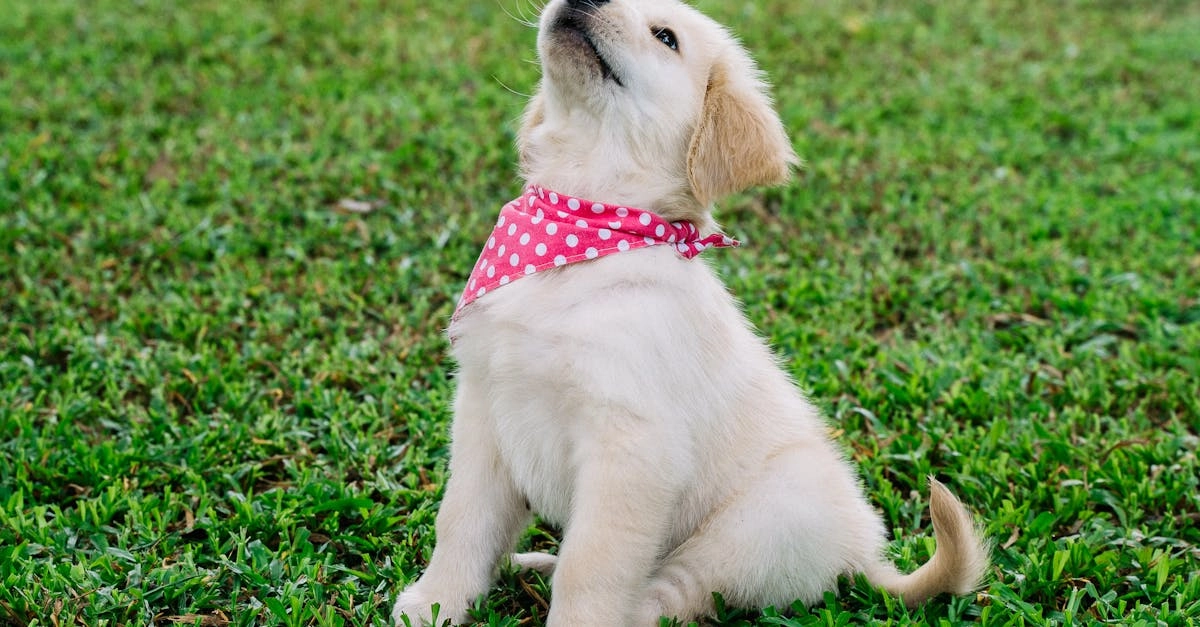 Схема генетического наследования склонности к наградам и поведенческих черт