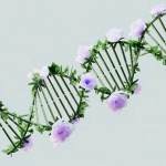 Генетические основы азартного поведения и наследственности