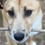 Генетические основы азартного поведения и наследственности