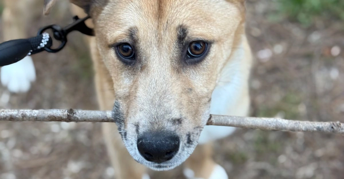 Генетические основы азартного поведения и наследственности